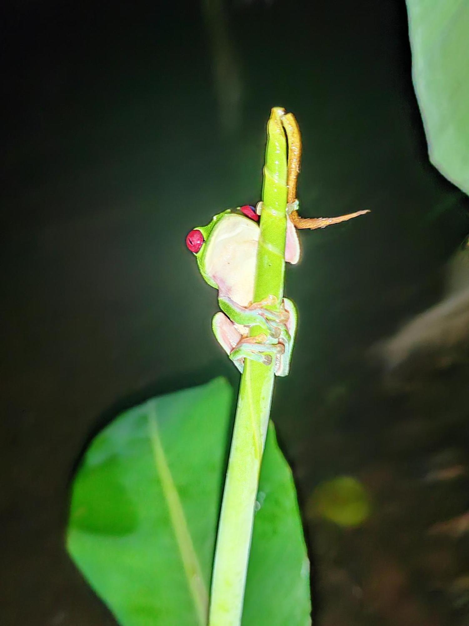 Garden Of Heliconias Lodge Drakes Bay Екстериор снимка